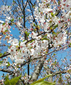 sakura